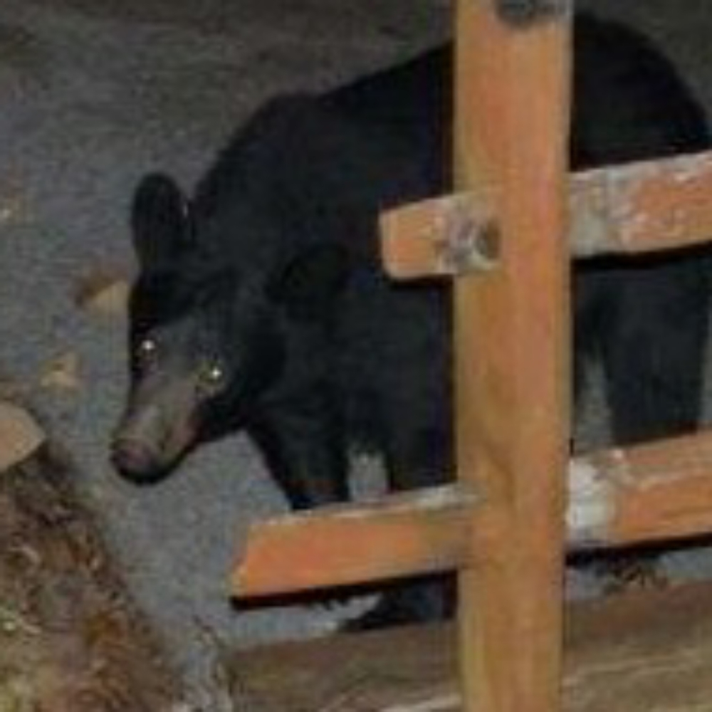 Meet your Posher, Vinalee